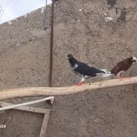 کبوتر سیاه و سفید بالغ ماده|پرنده|ابریشم, |دیوار