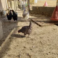 مرغ و خروس گلین|حیوانات مزرعه|احمدآبادمستوفی, |دیوار