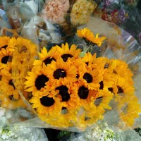 پخش عمده گل شاخه ای