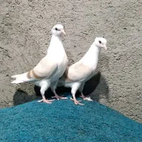 جفت جوجه پشت هفترنگ عطیقه