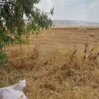 کاه سفید دیم