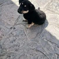 سگ پاکوتاه