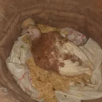 بوق لمون کرچ وتخم گذار