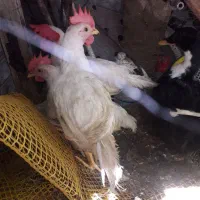 خوروس اذان گومرقابی