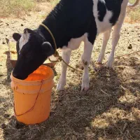 گاو هلشتاین