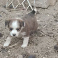 فروش سگ قیمت ۵۰۰تومان