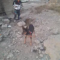 توله سگ دوبرمن خوب|سگ|قرچک, داوود آباد|دیوار