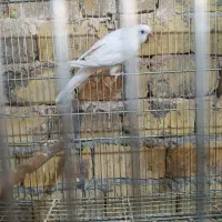 راهب ماده سفید با برگه تست