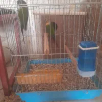 گرینچیک و عروس هلندی