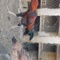 دو عدد خروس و سه عدد مرغ به همراه دو عدد جوجه مرغ|حیوانات مزرعه|زاهدان, |دیوار