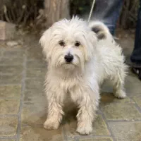 سگ به فروش می‌رسد قیمت ۲۵۰۰