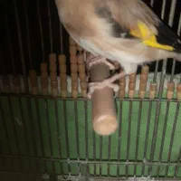 سهره دورگ