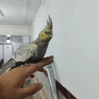 عروس هلندی نر تقریبا دوماهه|پرنده|کرج, شهرک سهرابیه|دیوار