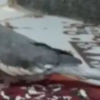 عروس هلندی نر با استعداد و سخنگو