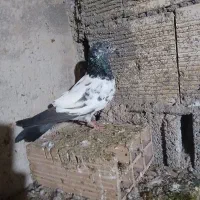 کبوتر