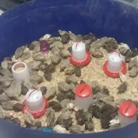 جوجه بلدرچین یک روزه تا۴۰روزه وتخم نطفه داربلدرچین