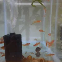 مولی دم شمشیری مولد|ماهی|زاهدان, |دیوار