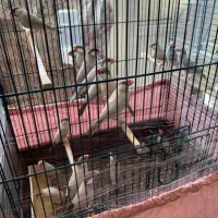 فنچ نرگسی شکلاتی