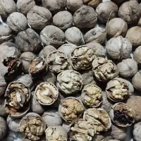 گردو پوست کاغذی درجه یک