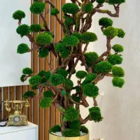 درختچه جاودان