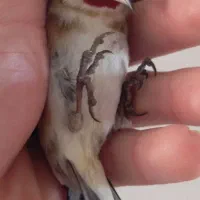 سهره نر|پرنده|مشگین شهر, |دیوار