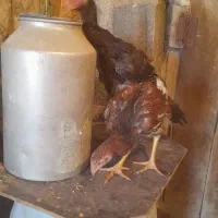 جوجه‌و‌خروس‌لاری‌ریش|حیوانات مزرعه|اردبیل, |دیوار