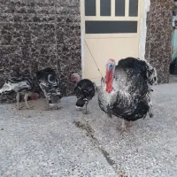 بوقلمون  مرغ شاخدار ...