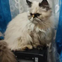 گربه|گربه|هشتگرد, شهرک بعثت|دیوار