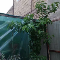 درختچه نارنج و انواع گلهای پرورش خانگی|گل و گیاه طبیعی|مشهد, شهرک لشکر (شهرک غرب)|دیوار