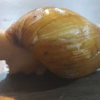 فروش حلزون آلبینو|خزنده|آبادان, |دیوار