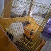 فنچ جفت|پرنده|ارومیه, |دیوار