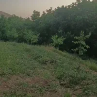 باغ کشاورزی|فروش دفتر صنعتی، کشاورزی، تجاری|آذرشهر, |دیوار