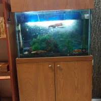 آکواریوم و لوازم به همراه ماهی|ماهی|آمل, |دیوار