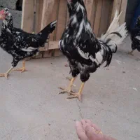 خروس گلین ریشی جیل نقشی