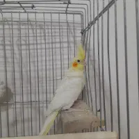 عروس هلندی