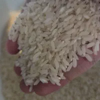 برنج و شلتوک درجه یک و اعلا لنجان