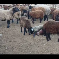 میش ابستن رومایه سنگین