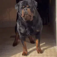 روتوایلر امریکایی با شجره