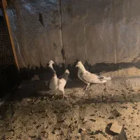 سه عدد کفتر