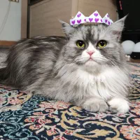 گربه ماده برای جفتگیری