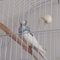 یک مرغ عشق نرماده اش فرارکرده پنج تخم داشت|پرنده|بوکان, |دیوار