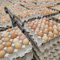 تخم مرغ بومی گلپایگان