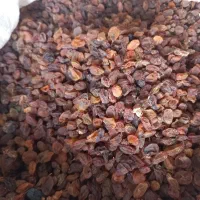 کشمش و مویز آفتابی درجه ۱|عمده‌فروشی|شیراز, گویم|دیوار