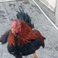 خروس لاری افغان