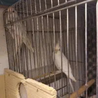 طوطی البینو چشم شرابی جفت مولد|پرنده|رشت, پل تالشان|دیوار