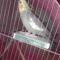 عروس هلندی|پرنده|اصفهان, فروردین|دیوار