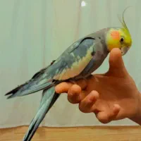 عروس هلندی نر