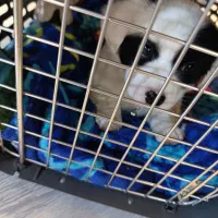 پامر|سگ|تبریز, |دیوار