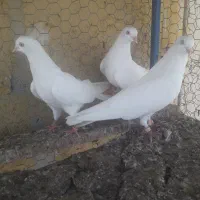 کبوتر