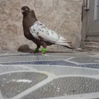 کبوتر سینه‌ای